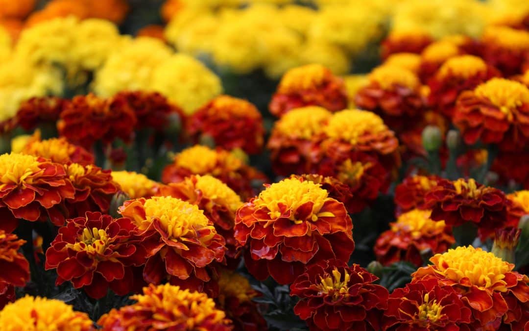 Planting Annuals – Tips For An Amazing Flower Bed