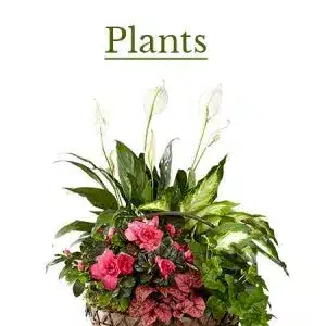 Plants