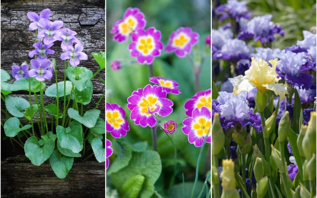 February Flowers: Violet, Primrose & Iris