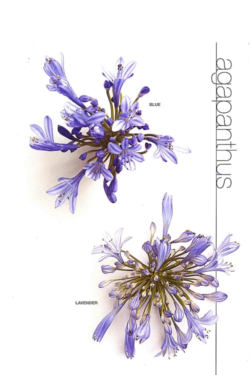 Agapanthus