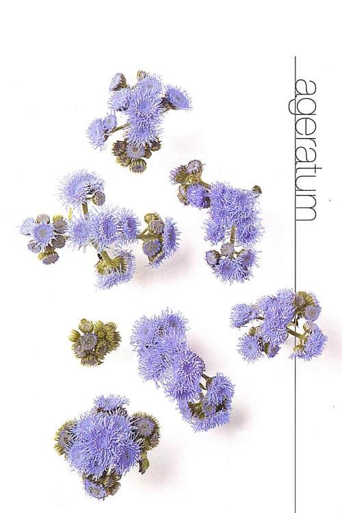 Ageratum
