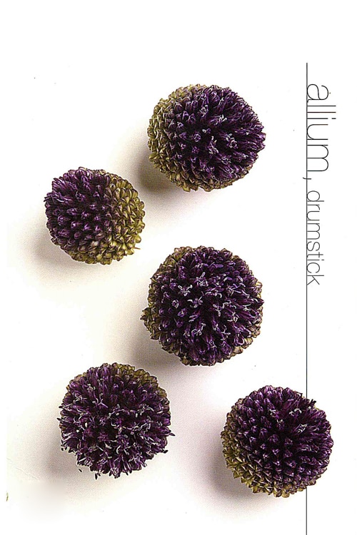Allium (Drumstick)