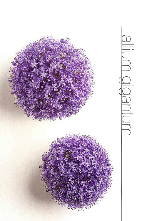 Allium (Gigantum)