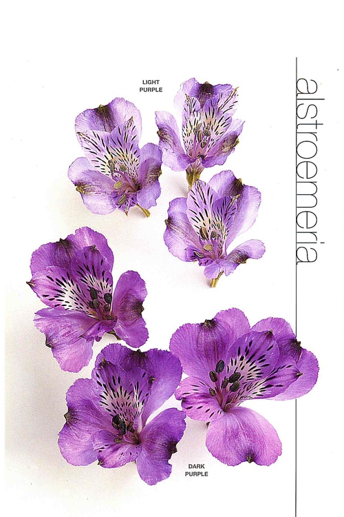 Alstroemeria