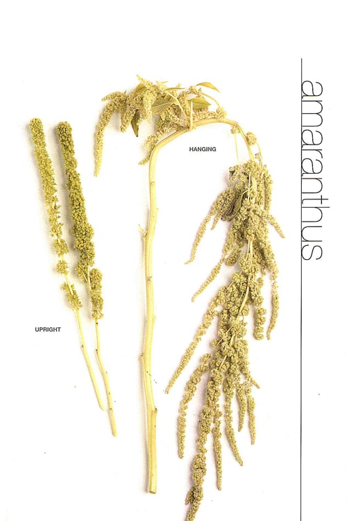 Amaranthus