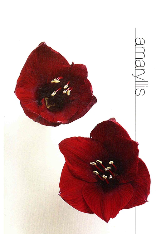 Amaryllis