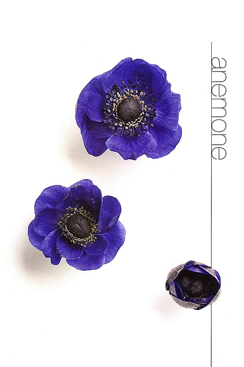 Anemone