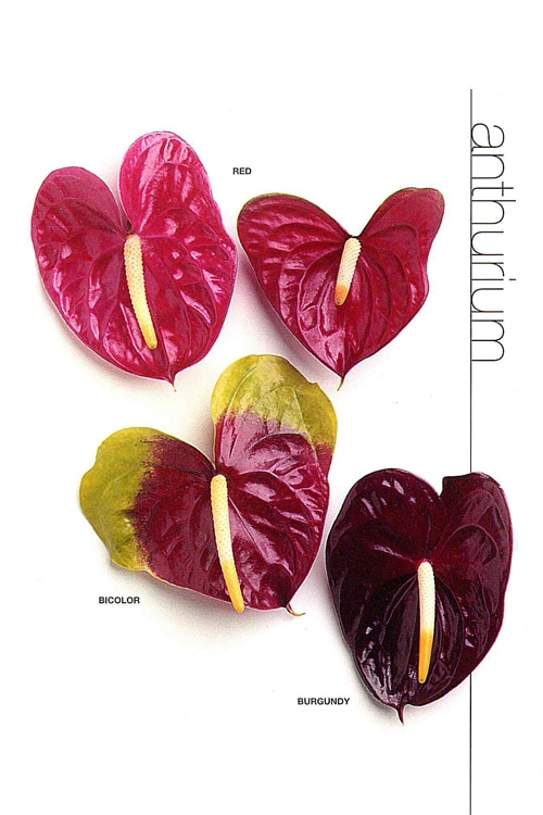 Anthurium