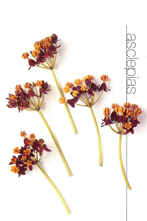 Asclepias