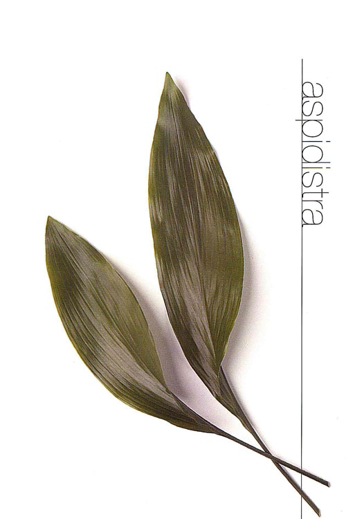 Aspidistra
