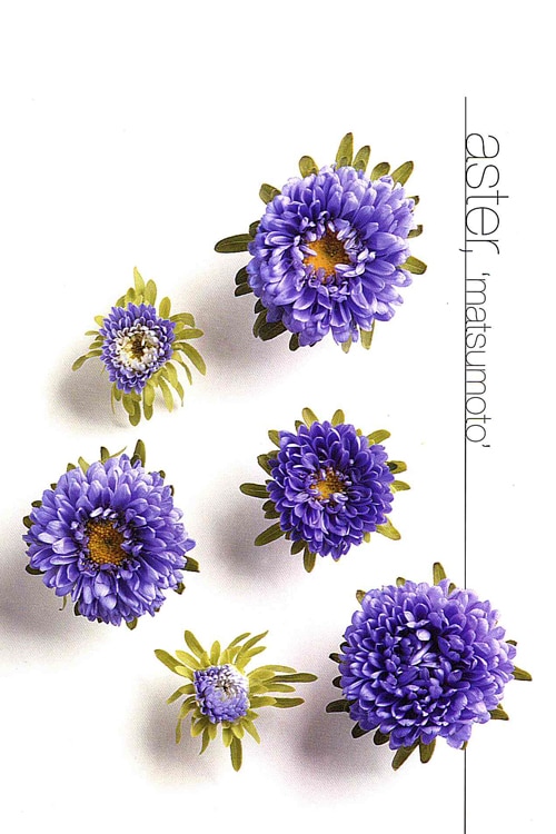 Aster (Matsumoto)