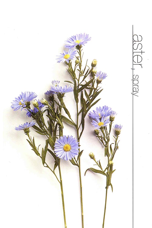 Aster (Spray)