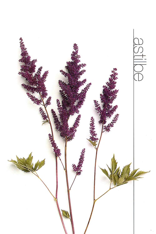 Astilbe