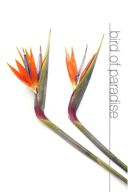 Bird of Paradise