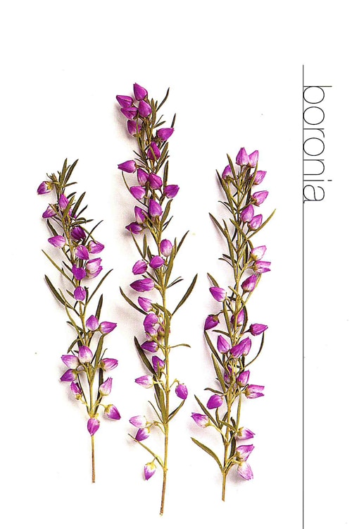 Boronia