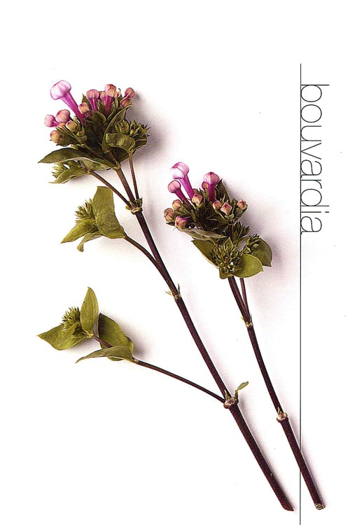 Bouvardia