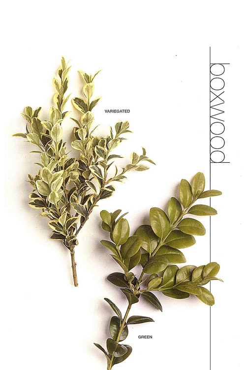 Boxwood