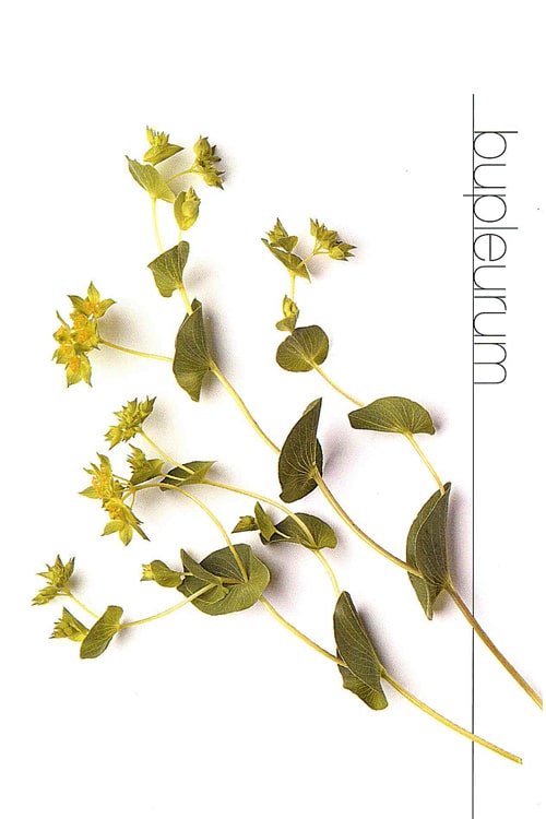 Bupleurum