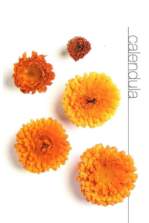 Calendula