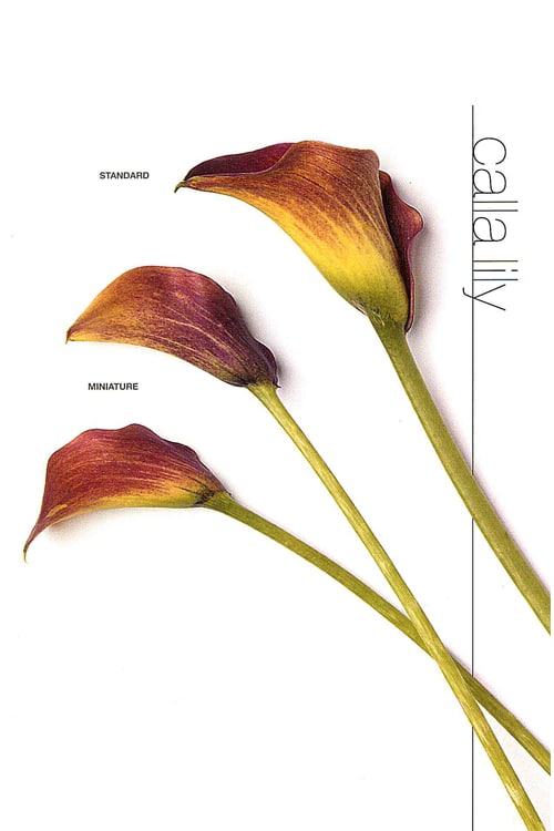Calla Lily (Large)