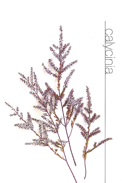 Calycinia