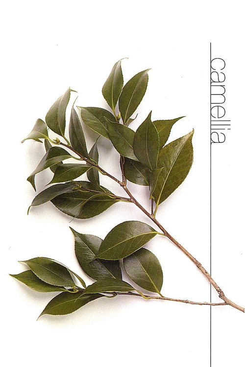 Camellia