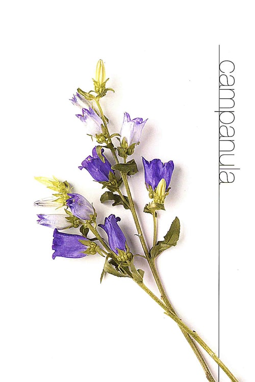 Campanula