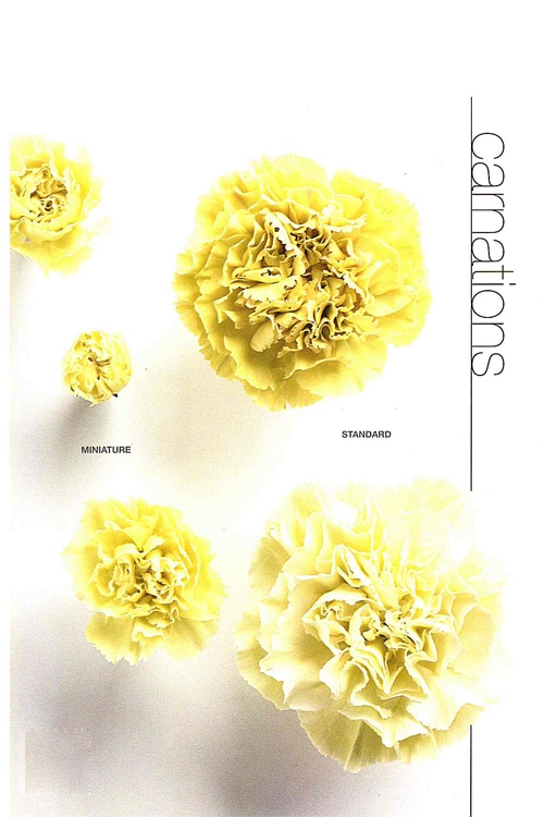 Carnation (Mini)