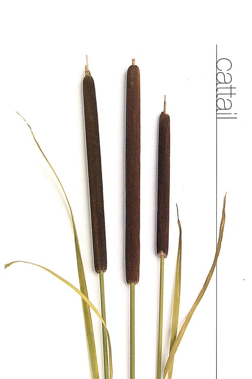 Cattail