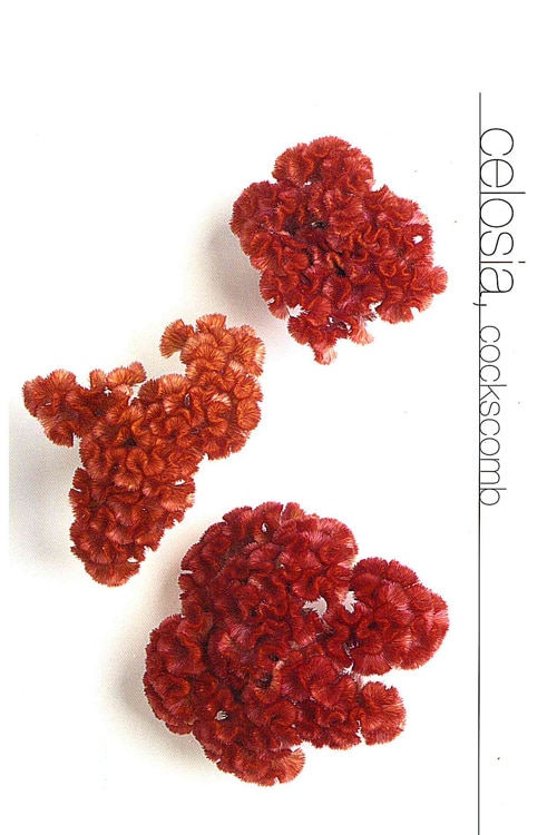 Celosia (Cockscomb)