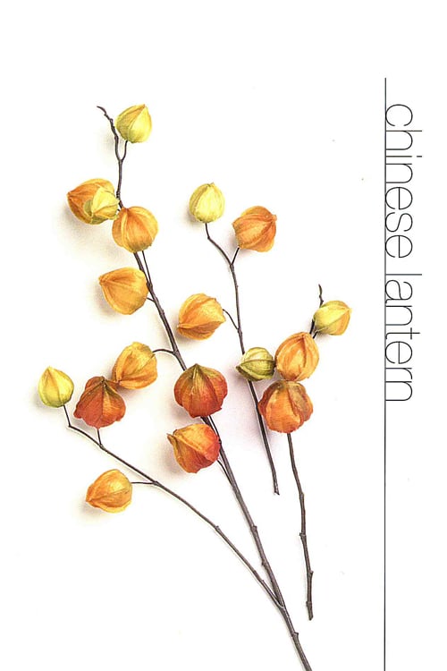 Chinese Lantern