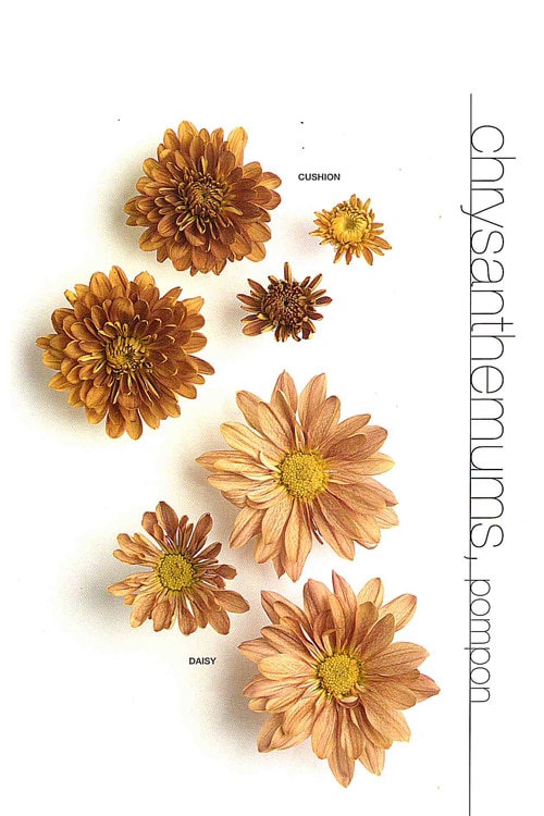 Chrysanthemums (Pompom)