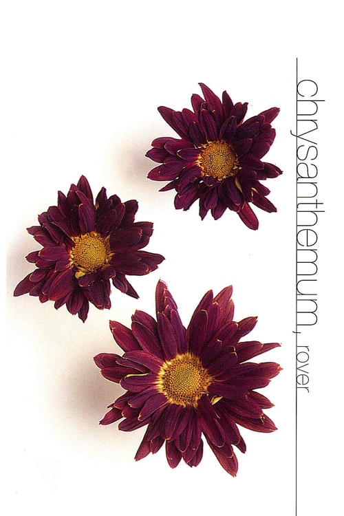 Chrysanthemums (Rover)