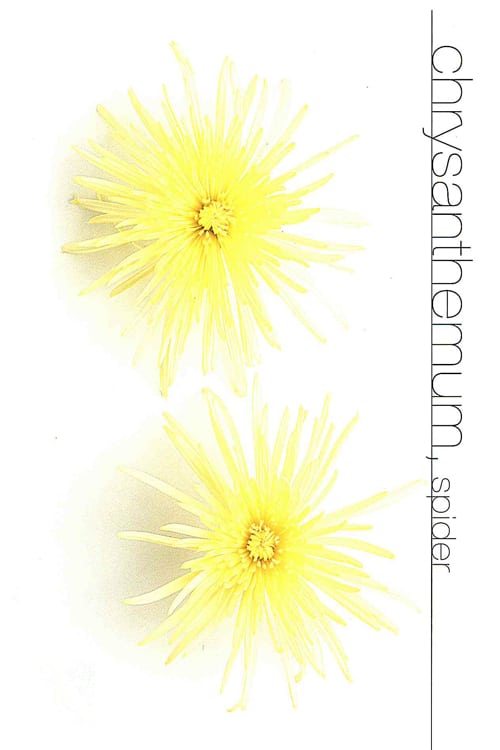 Chrysanthemums (Spider)