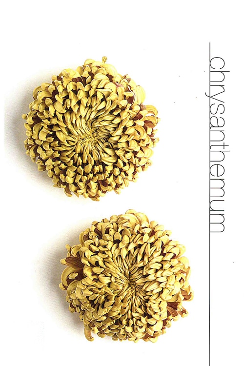 Chrysanthemums