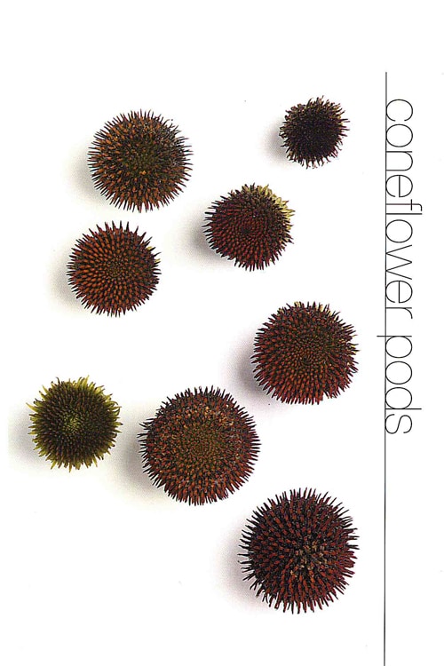 Coneflower Pods