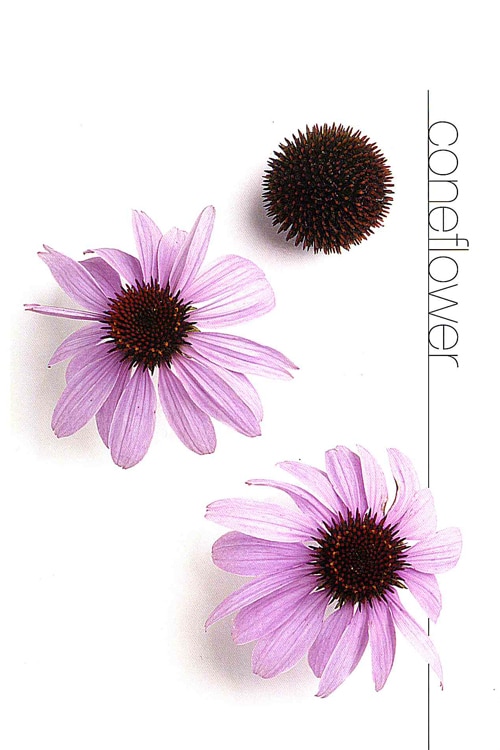 Coneflower