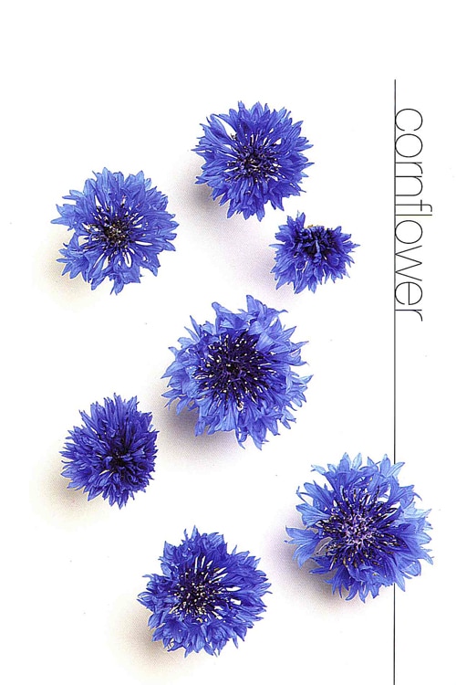 Cornflower