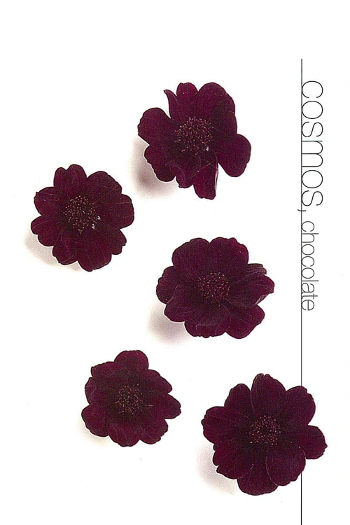 Cosmos (Chocolate)