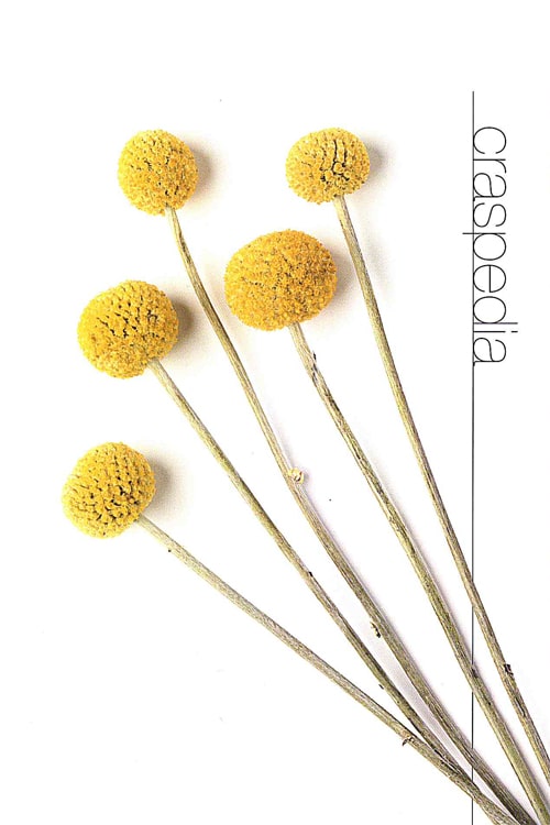 Craspedia (Billy Balls)