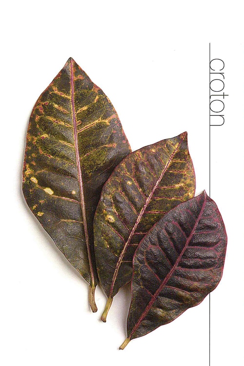 Croton