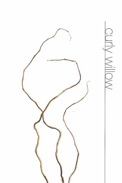 Curly Willow