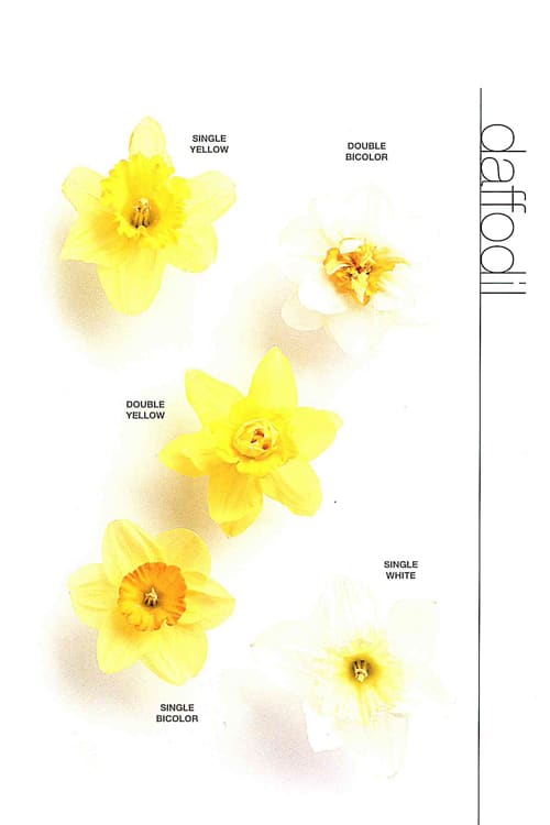 Daffodil