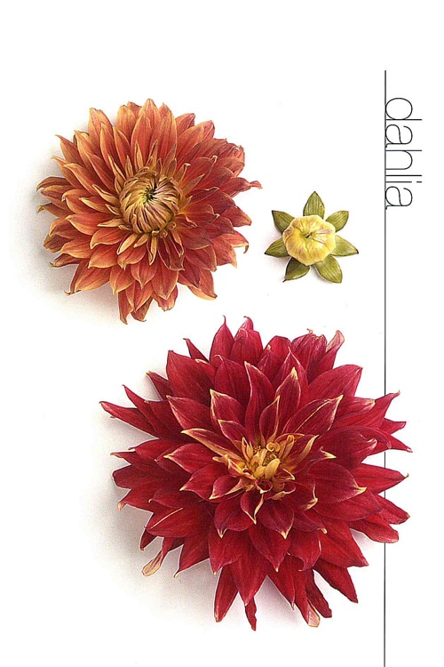 Dahlia