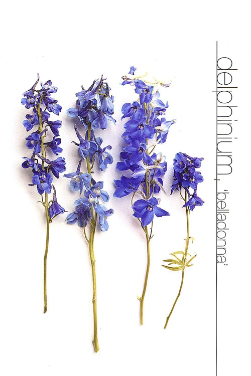 Delphinium