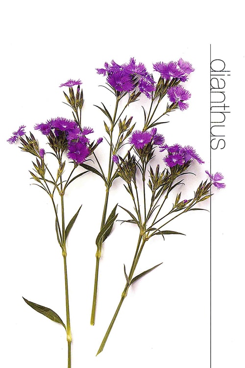 Dianthus