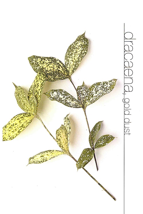 Dracaena (Gold Dust)