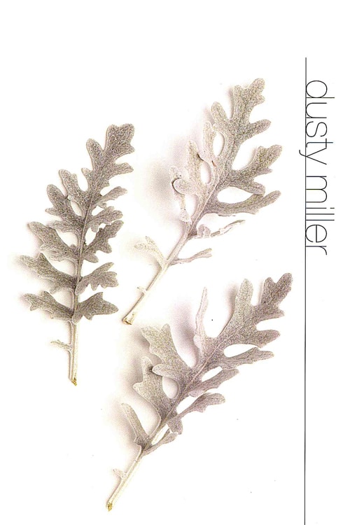 Dusty Miller