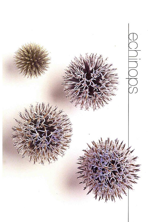 Echinops