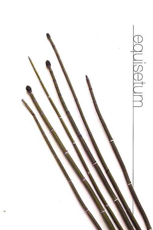 Equisetum